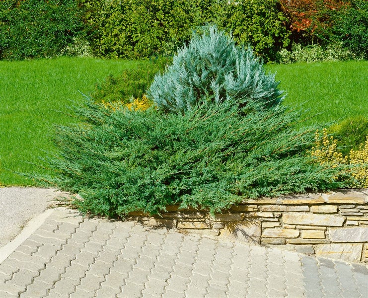 Garten mit Wacholderbepflanzung und Steinmauer