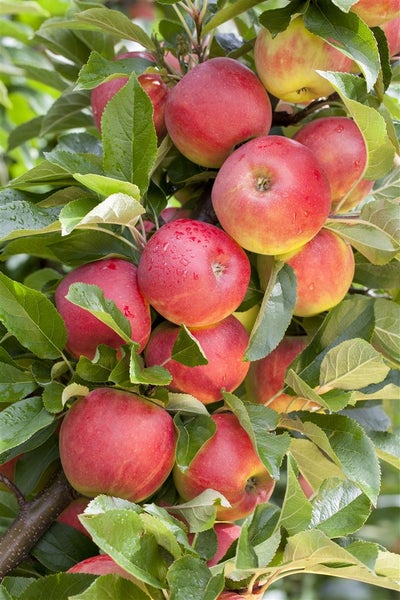 Malus 'Elstar', Apfelbaum, 40 cm Stammhöhe