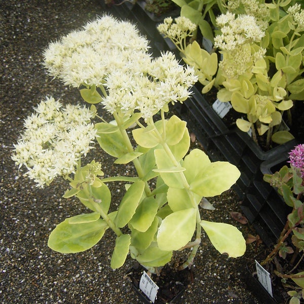 Fetthenne Staude mit weißen Blüten