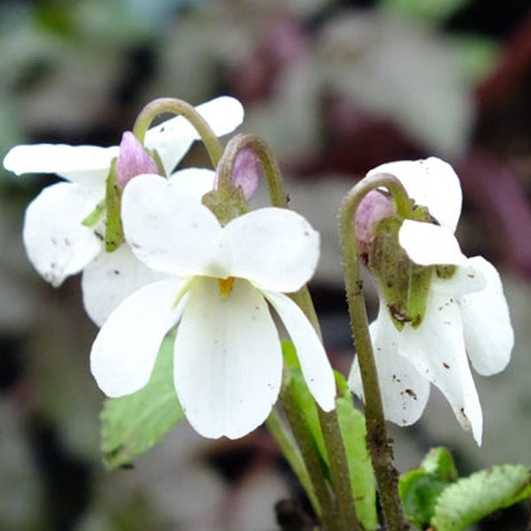 Nahaufnahme von weissen Veilchenblüten.