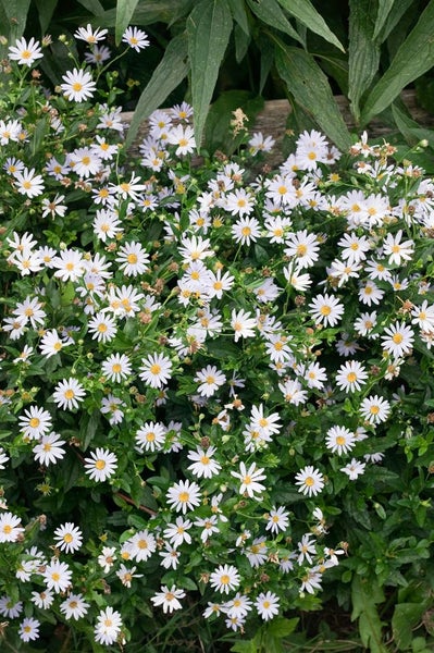 Kalimeris incisa, Feinstrahl-Aster, zartlila, ca. 9x9 cm Topf