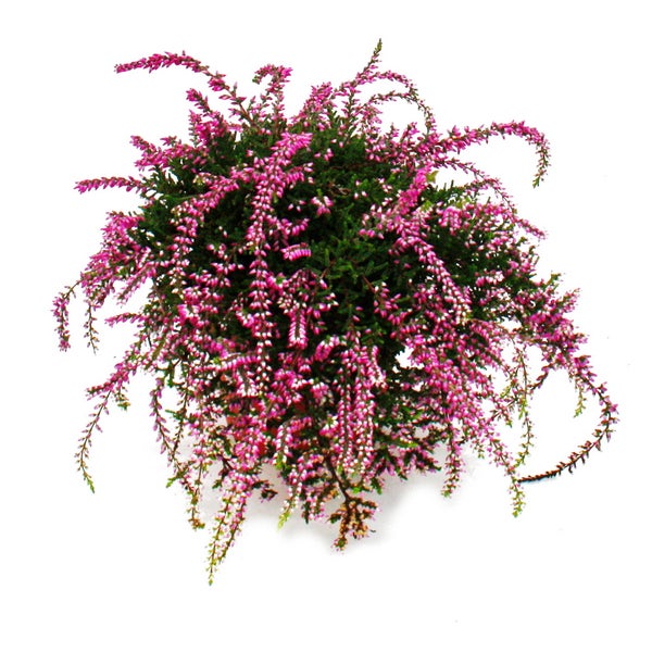 Hängende Calluna Set mit 3 Pflanzen hängende Besenheide Heidepflanze winterhart 12cm Topf rosa