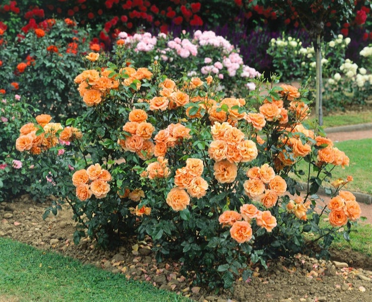 Rosa 'Westerland', Strauchrose, orange-gelb, 5-7,5 L Container