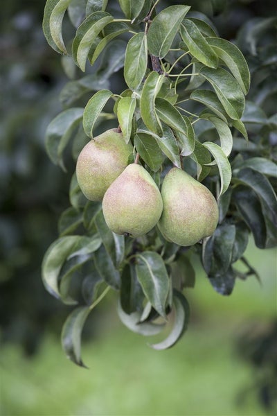 Drei reife Birnen hängen an einem Birnbaum mit Blättern.