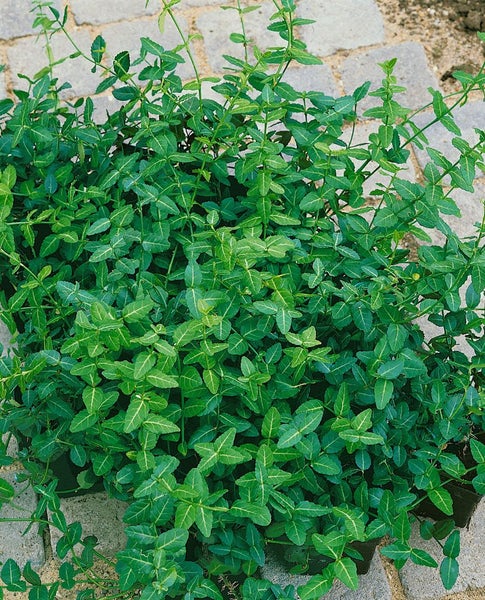 Euonymus fortunei 'Coloratus', Kriechspindel, ca. 9x9 cm Topf