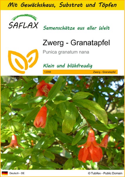 SAFLAX Anzucht Set - Zwerg - Granatapfel - Punica granatum nana - 50 Samen - Mit Mini-Gewächshaus, Anzuchtsubstrat und 2 Töpfen