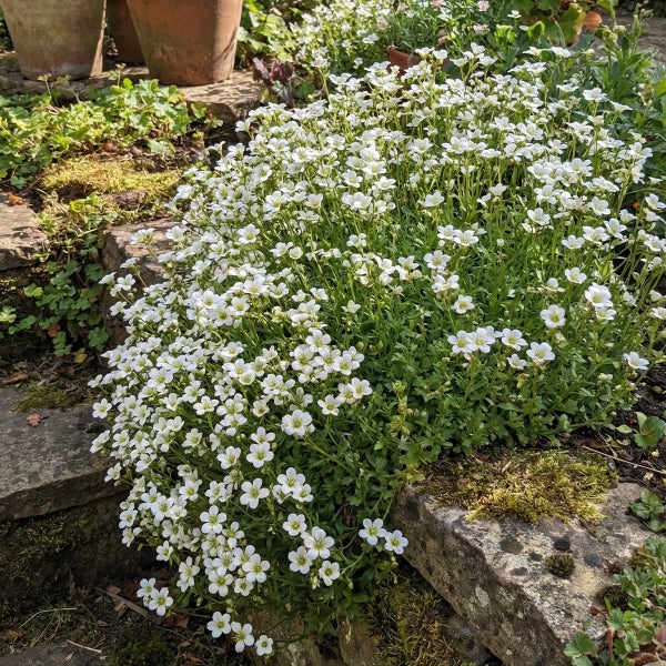 Weiß blühender Moos-Steinbrech Saxifraga arendsii in einem Steingarten mit Tontöpfen im Hintergrund