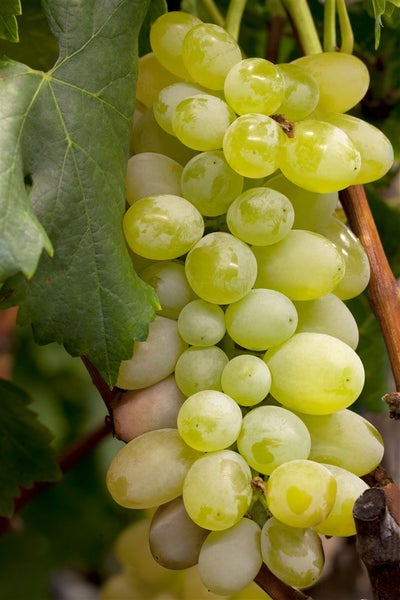 Vitis vinifera 'Primus', Weinrebe, 80–100 cm