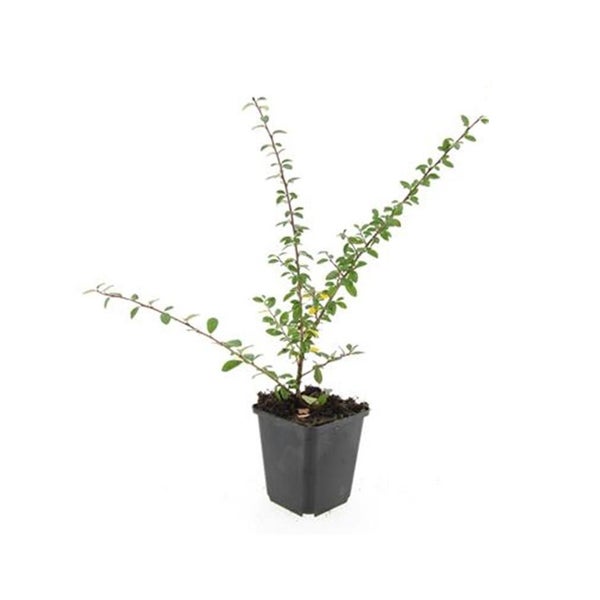 Bodendecker - Teppich-Zwergmispel - Cotoneaster 'Coral Beauty' - 9cm Topf - Set mit 6 Pflanzen