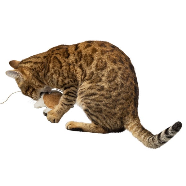 Eine gefleckte Katze spielt mit einem kleinen Stoffspielzeug für Katzen.