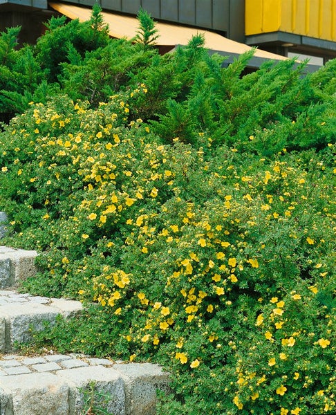 Potentilla 'Goldteppich', Fingerstrauch, gelb, ca. 9x9 cm Topf