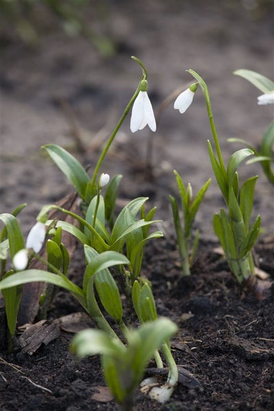 Nahaufnahme von Schneeglöckchen im Gartenbeet