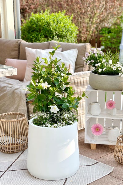 Helle Terrasse mit großem weißem Pflanztopf, einer kletternden Dipladenia mit weißen Blüten, Lounge-Möbeln aus Geflecht und dekorativen Elementen.