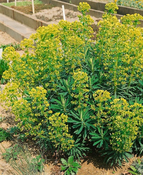 Wolfsmilchgewächs im Gartenbeet