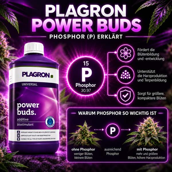 Plagron Power Buds Blütestimulator zur Förderung der Blütenbildung und Harzproduktion mit erklärender Infografik zu Phosphor.
