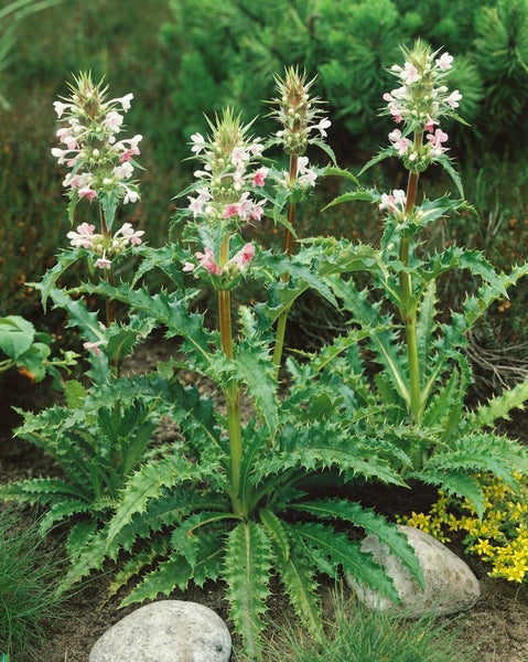 Morina longifolia, Himalaya-Morina, stachelig, ca. 11x11 cm Topf