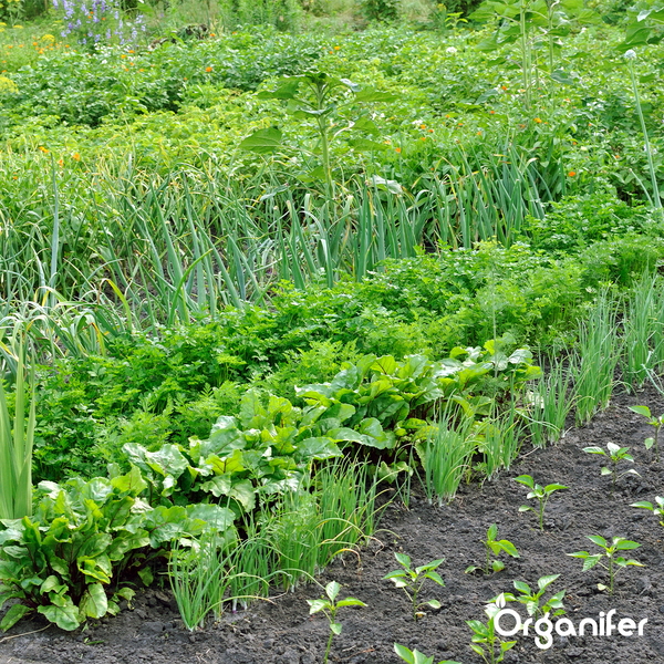 Soil Fungi Bodenpilz-Konzentrat - 1000 ml für 1000 m2 - Organifer