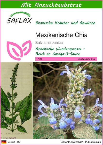 SAFLAX  - Mexikanische Chia - Salvia hispanica - 500 Samen - Mit keimfreiem Anzuchtsubstrat