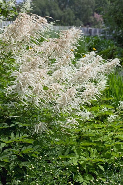 Aruncus dioicus, Wald-Geißbart, weiß, ca. 11x11 cm Topf