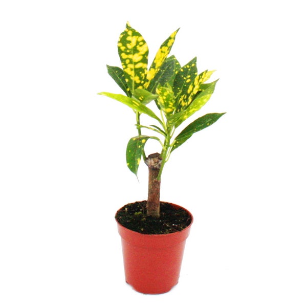 Mini-Pflanze Croton Codiaeum Wunderstrauch Ideal für kleine Schalen und Gläser im 5,5cm Topf