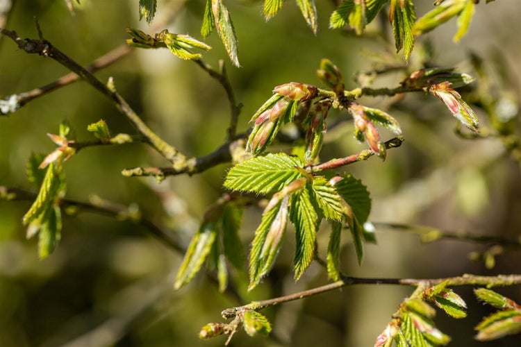 Nahaufnahme eines austreibenden Zweigs einer Hainbuche mit frischen grünen Blättern und Knospen im Frühjahr.