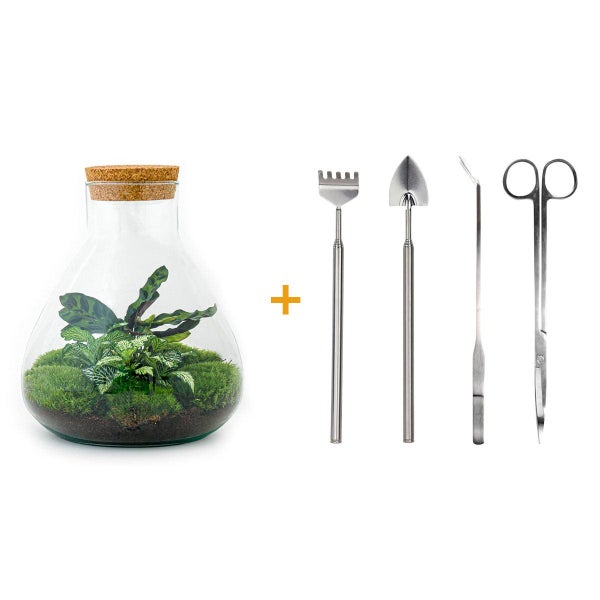Flaschengarten Sammie DIY-Pflanzenterrarium 27 cm mit Calathea incl. Rechen, Schaufel und Pinzette