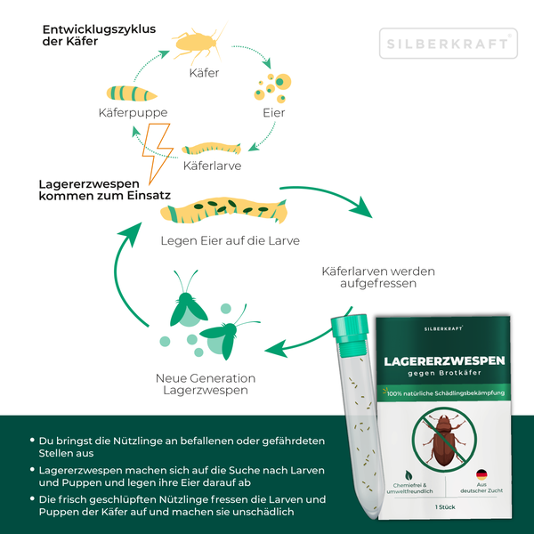 Infografik zu Käfer-Lebenszyklus und biologischer Bekämpfung mit Lagererzwespen. Zeigt Silberkraft Produkt, Anwendungsröhrchen und Silberkraft Logo.