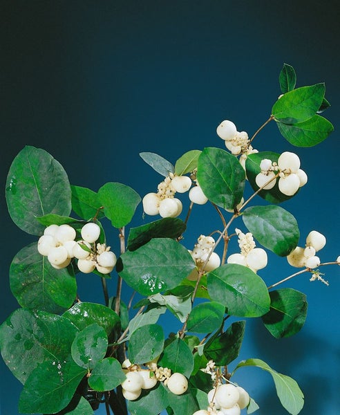 Symphoricarpos doorenbosii 'White Hedge', Schneebeere, weiß, 60–100 cm