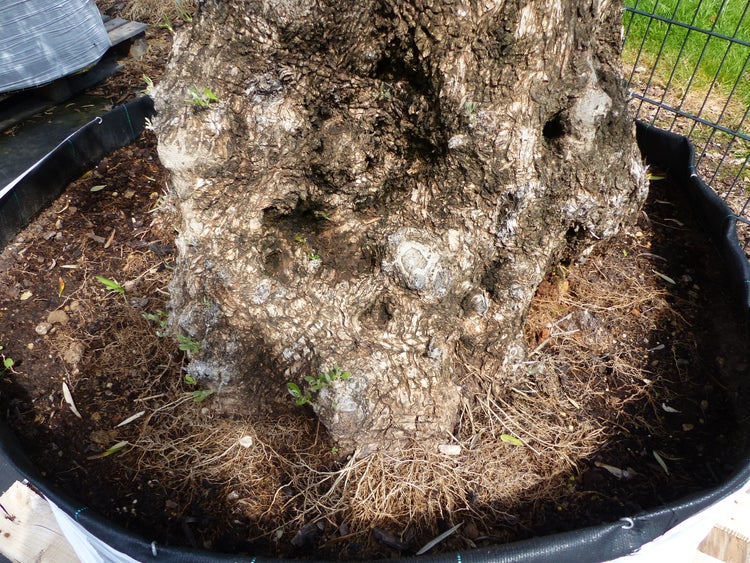 genau dieser Baum L1 Olivenbaum 250 cm, knorrige alte urige Olive winterhart