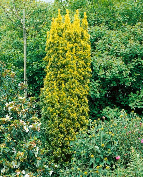 Taxus baccata 'Standishii', Eibe, säulenförmig, 50–60 cm