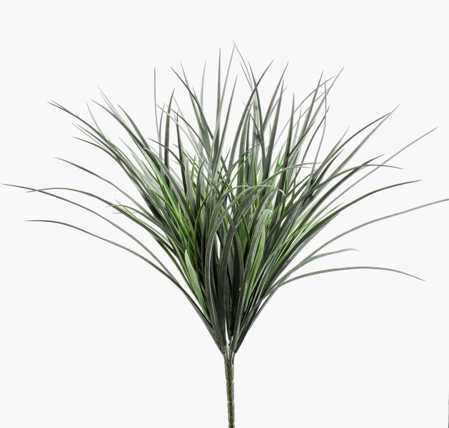 Detailansicht der großen, tief gelappten grünen Blätter eines Philodendron selloum.