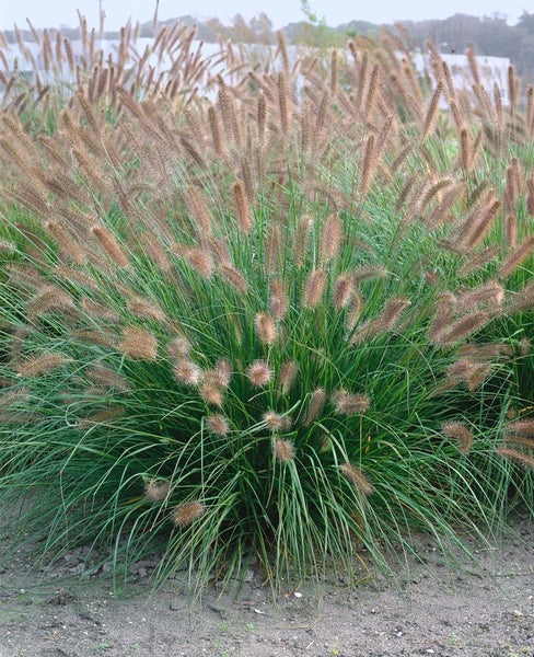 Pennisetum alopecuroides 'Herbstzauber', Lampenputzergras, ca. 9x9 cm Topf