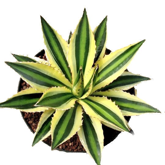 Agave lophanta quadricolor - vierfarbig -12cm Topf - Sukkulente