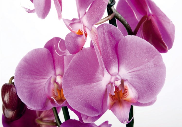 Nahaufnahme einer lila Orchidee