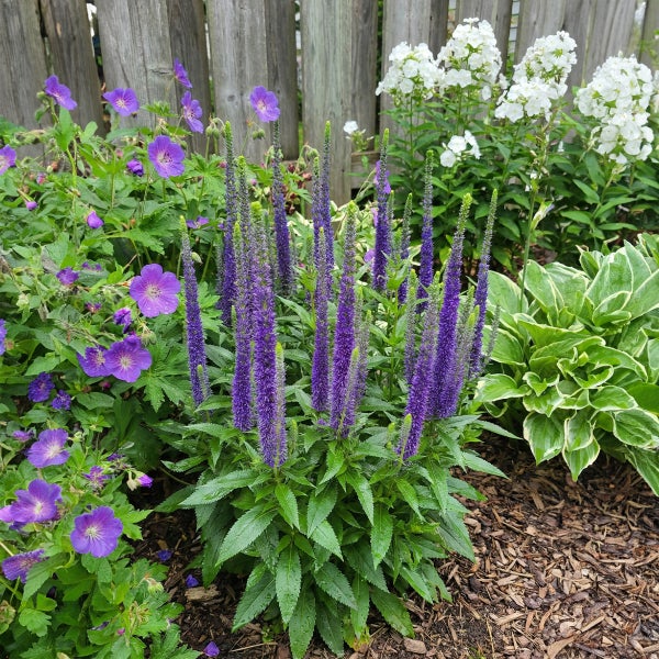 Ein helles Gartenbeet mit violettem Ehrenpreis, Geranien, weißen Flammenblumen und Funkien vor einem Holzzaun auf Rindenmulch.