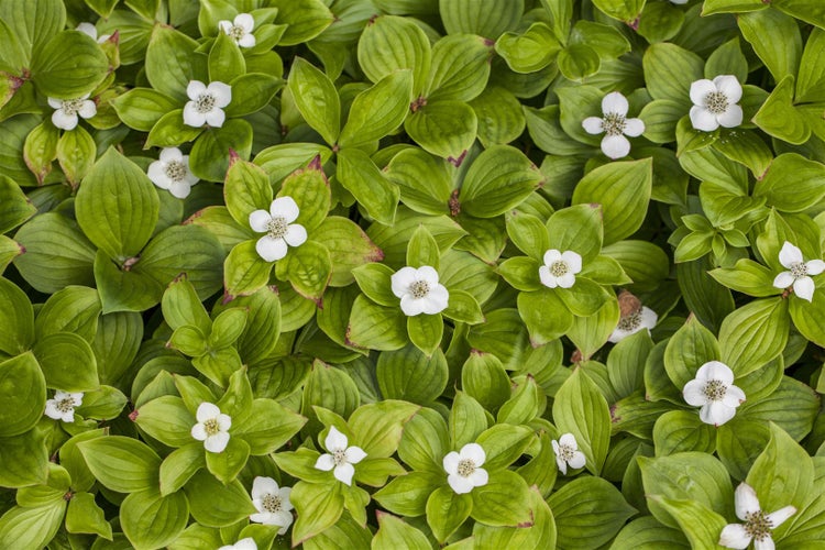 Cornus canadensis, Teppich-Hartriegel, 15–20 cm, bodendeckend