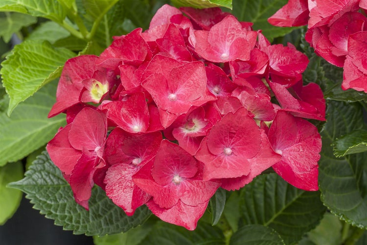 Hydrangea macrophylla 'Hot Red', Hortensie, leuchtend rot, 30–40 cm