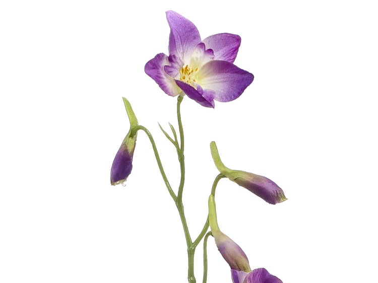 Künstlicher Rittersporn in Violett mit hellen Blütenmitten und grünen Stielen.