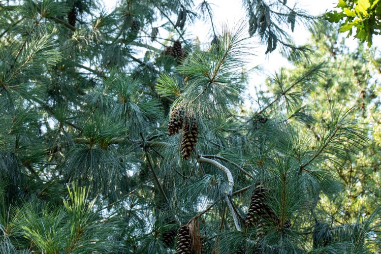 Detailaufnahme einer Kiefer mit Nadeln und Zapfen