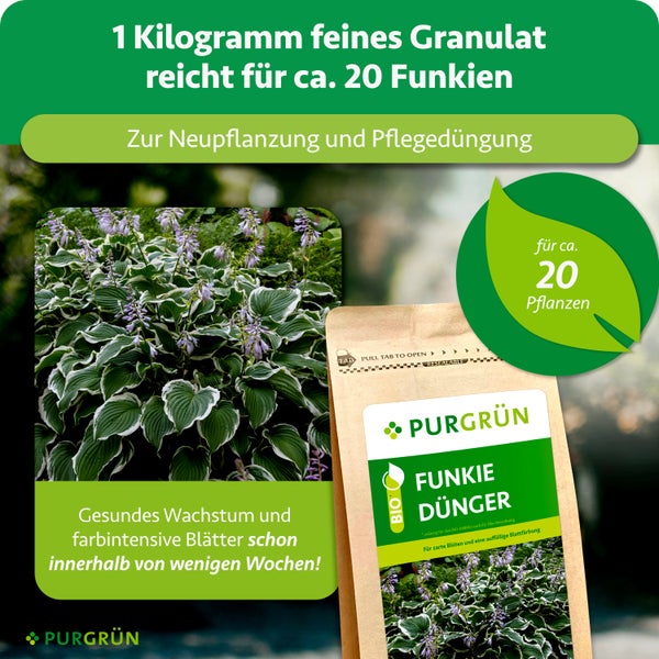 Purgrün Funkie Dünger 1 Kilogramm für circa 20 Pflanzen, zur Neupflanzung und Pflegedüngung für gesundes Wachstum und farbintensive Blätter.