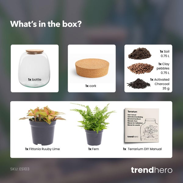 Terrarium Set mit Glasflasche, Korken, Erde, Tongranulat, Aktivkohle, Fittonia Ruuby Lime, Farn und Terrarium DIY Anleitung