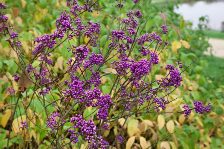 Callicarpa bodinieri giraldii, Schönfrucht, lila Beeren, 30–40 cm