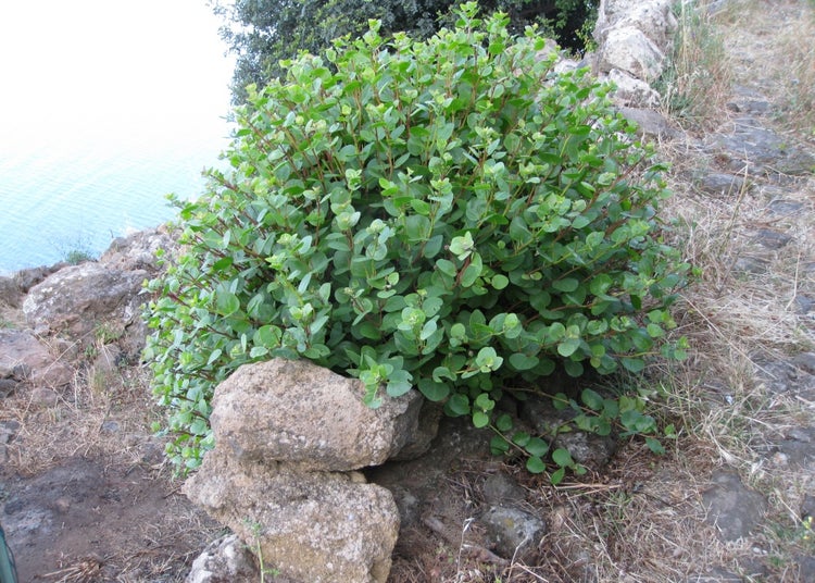 SAFLAX Geschenk Set - Echter Kapernstrauch - Capparis spinosa - 25 Samen - Mit Geschenkbox, Versandaufkleber, Geschenkkarte und Anzuchtsubstrat