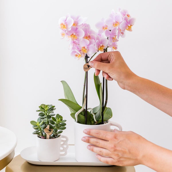 Kolibri Orchids Überraschungsbox einfarbig Pflanzen Vorteilsbox mit 4 verschiedenen Orchideen frisch vom Züchter