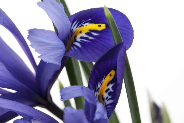 Iris versicolor, Blauflagge, violett, ca. 9x9 cm Topf