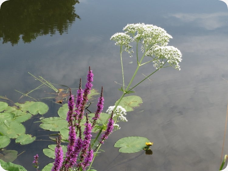 SAFLAX  - Baldrian - Valeriana officinalis - 200 Samen - Mit keimfreiem Anzuchtsubstrat