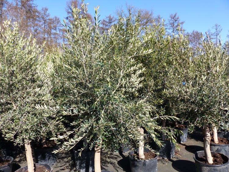 3x Olivenbaum Olive 20 Jahre 180 - 220 cm, beste Qualität, Stammumfang 20 - 30 cm, winterhart, Olea Europaea