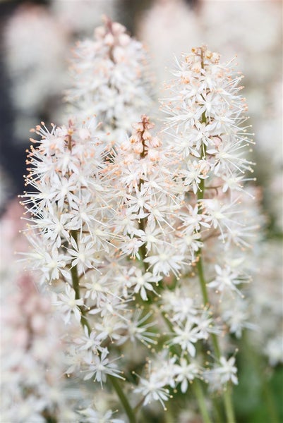 Tiarella laciniata 'Arpeggio', Schaumblüte, ca. 9x9 cm Topf