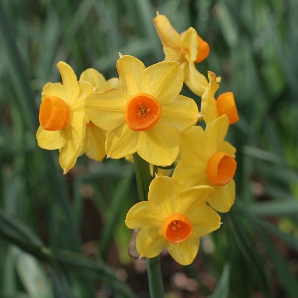 Gelbe Narzissenblüten im Garten