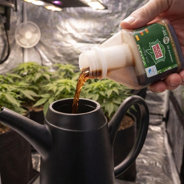 Eine Hand gießt BioTabs Boom Boom Spray Flüssigdünger aus einer Flasche in eine schwarze Gießkanne vor Zimmerpflanzen in einem Growzelt.